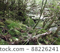 Nature of Yakushima Shiratani Unsuikyo 88226241