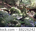 Nature of Yakushima Shiratani Unsuikyo 88226242
