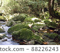 Nature of Yakushima Shiratani Unsuikyo 88226243