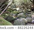 Nature of Yakushima Shiratani Unsuikyo 88226244