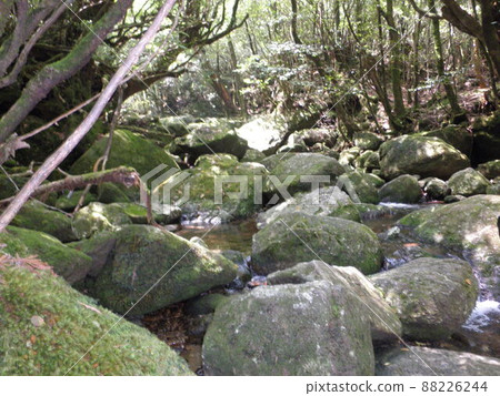 Nature of Yakushima Shiratani Unsuikyo Nature of Yakushima Shiratani Unsuikyo 88226244