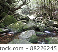Nature of Yakushima Shiratani Unsuikyo 88226245