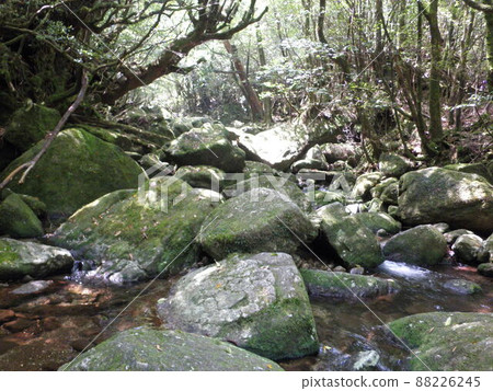Nature of Yakushima Shiratani Unsuikyo Nature of Yakushima Shiratani Unsuikyo 88226245