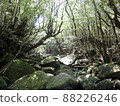 Nature of Yakushima Shiratani Unsuikyo 88226246