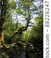 Nature of Yakushima Shiratani Unsuikyo 88226247