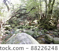 Nature of Yakushima Shiratani Unsuikyo 88226248