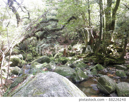 Nature of Yakushima Shiratani Unsuikyo Nature of Yakushima Shiratani Unsuikyo 88226248