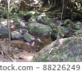 Nature of Yakushima Shiratani Unsuikyo 88226249
