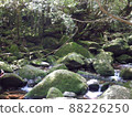 Nature of Yakushima Shiratani Unsuikyo 88226250