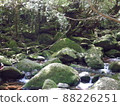 Nature of Yakushima Shiratani Unsuikyo 88226251