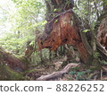 Nature of Yakushima Shiratani Unsuikyo 88226252