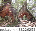 Nature of Yakushima Shiratani Unsuikyo 88226253