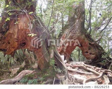 Nature of Yakushima Shiratani Unsuikyo Nature of Yakushima Shiratani Unsuikyo 88226253