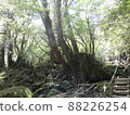Nature of Yakushima Shiratani Unsuikyo 88226254