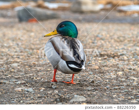A mallard male is standing on the bank of a river and looks into the camera. Back view A mallard male is standing on the bank of a river and looks into the camera. Back view 88226350