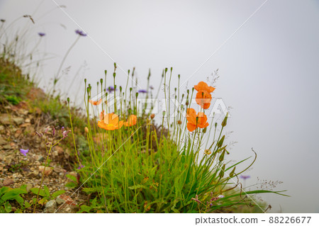 Orange wild poppy flowers grow in the mountains. Fog. Orange wild poppy flowers grow in the mountains. Fog. 88226677