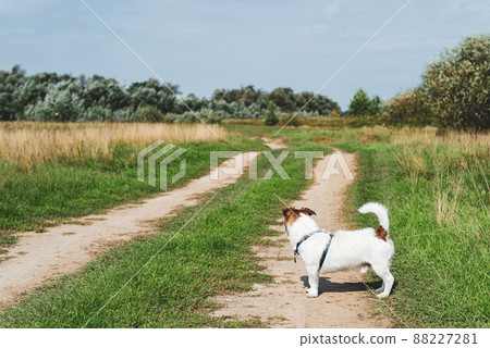 Dog in standing in profile looking forward at open road Dog in standing in profile looking forward at open road 88227281