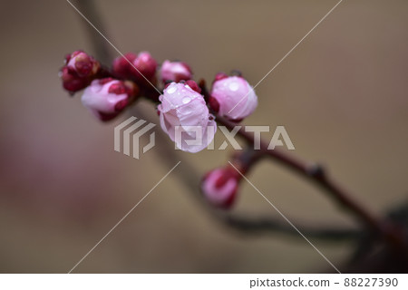 Hakushu-cho, Hokuto City, red plum flowers blooming in the rain Hakushu-cho, Hokuto City, red plum flowers blooming in the rain 88227390