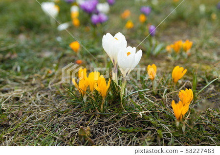 Beautiful blooming purple crocuses blooming on a spring field. Beautiful blooming purple crocuses blooming on a spring field. 88227483