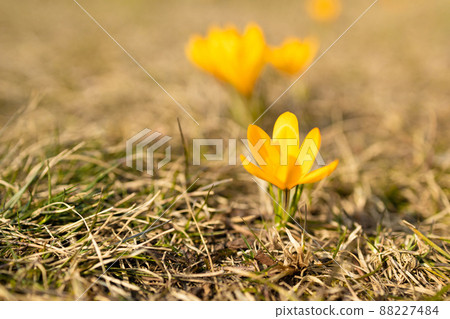 Beautiful blooming purple crocuses blooming on a spring field.  88227484