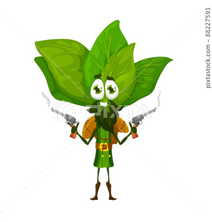 Cartoon cowboy or ranger spinach character. Funny vector robber or gangster bandit wear hat, belt and boots stand with steaming guns. Isolated fantasy food, western greenery adventurer personage 88227591