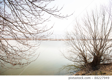 Beautiful spring bush near the water Beautiful spring bush near the water 88227949