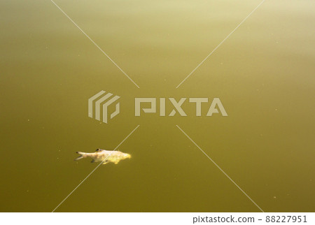 Dead fish in a pond with green water. The concept of environmental disasters Dead fish in a pond with green water. The concept of environmental disasters 88227951