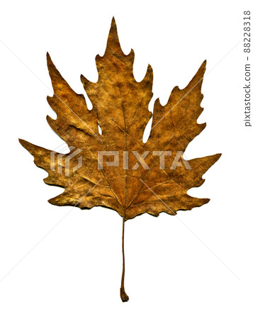 Sycamore autumn leaf, autumn leaf of plane tree different colors, isolated on white background Sycamore autumn leaf, autumn leaf of plane tree different colors, isolated on white background 88228318