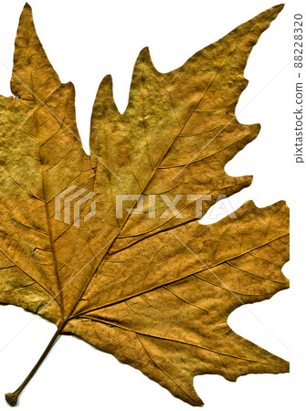 Sycamore autumn leaf, autumn leaf of plane tree different colors, isolated on white background Sycamore autumn leaf, autumn leaf of plane tree different colors, isolated on white background 88228320