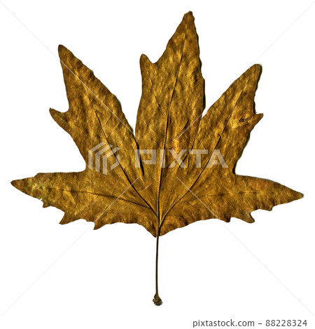 Sycamore autumn leaf, autumn leaf of plane tree different colors, isolated on white background Sycamore autumn leaf, autumn leaf of plane tree different colors, isolated on white background 88228324