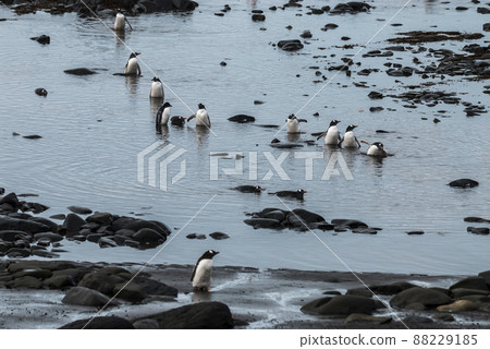 Gentoo Penguin,Hannah Point, Antartica 88229185