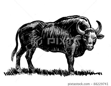 Big standing bull. Ink black and white drawing Big standing bull. Ink black and white drawing 88229741