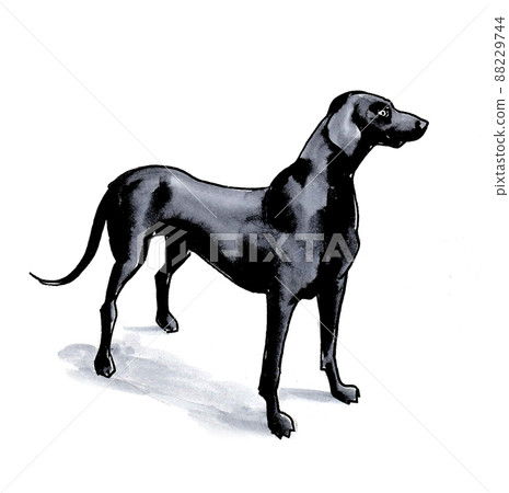 Big standing black dog. Ink black and white drawing 88229744