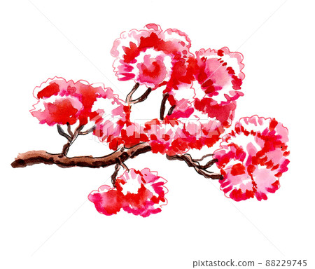 Blossoming cherry tree. Ink and watercolour drawing Blossoming cherry tree. Ink and watercolour drawing 88229745