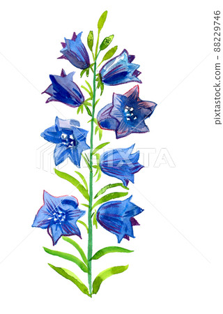 Blue wild flowers. Watercolour painting Blue wild flowers. Watercolour painting 88229746