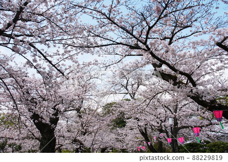 Odawara Castle Odawara Castle Odawara Castle Odawara Castle 88229819