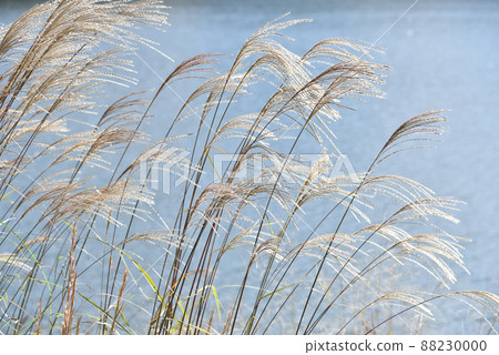 Japanese pampas grass (background is the surface of the lake) 88230000