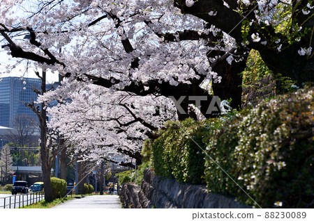 Cherry blossom scenery near Tokyo Hanzomon Komatsu Maiden Cherry blossom scenery near Tokyo Hanzomon Komatsu Maiden 88230089