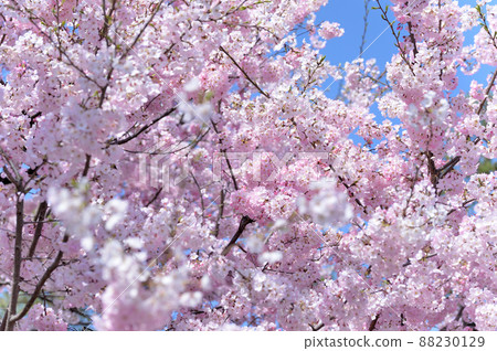 Cherry blossom scenery near Tokyo Hanzomon Komatsu Maiden Cherry blossom scenery near Tokyo Hanzomon Komatsu Maiden 88230129