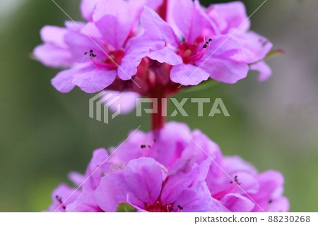 Ezomisohagi pink flower wild grass close-up Ezomisohagi pink flower wild grass close-up 88230268