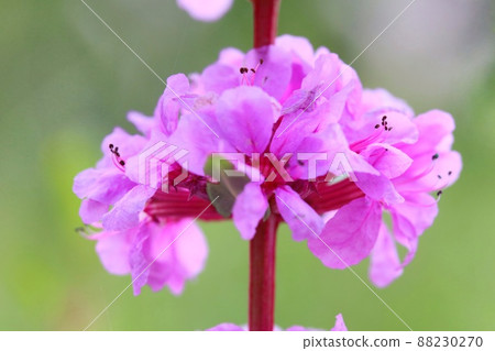 Ezomisohagi pink flower wild grass close-up Ezomisohagi pink flower wild grass close-up 88230270