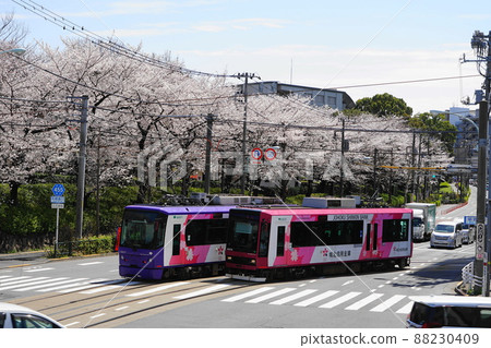 March 142 Asukayama Park in full bloom in Kita-ku and Toden-Arakawa Line 88230409