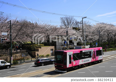 March 144 Asukayama Park in full bloom in Kita-ku and Toden-Arakawa Line 88230411