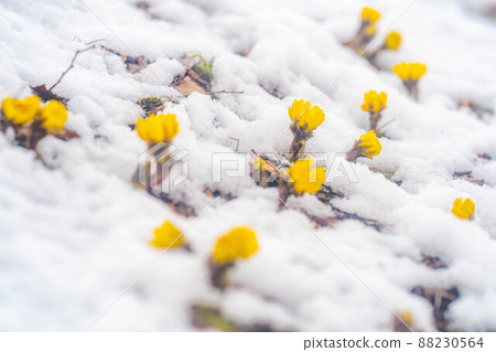 Adonis ramosa looking out from the snow [Nagano Prefecture] 88230564
