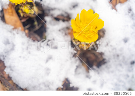 Adonis ramosa looking out from the snow [Nagano Prefecture] 88230565