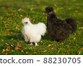 Two silkie hens white and black walking together 88230705