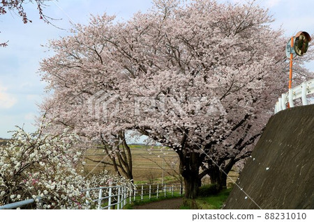 櫻花盛開的步行道，治癒的風景 88231010