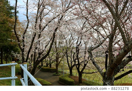 從石階頂部看到的一條漂亮的櫻花步行道 88231278