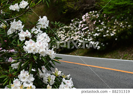 Kotoge 山口的杜鵑花 Kotoge 山口的杜鵑花 88231319