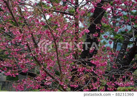 Cherry blossoms 88231360